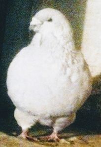  - - A - A - A - A- W A R N I N G !