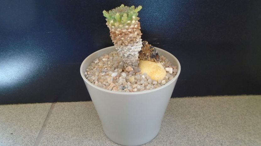 Euphorbia flanaganii - Suculente 2020