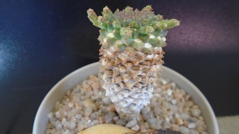 Euphorbia flanaganii - Suculente 2020