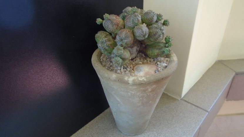 Euphorbia daisymontana (obesa x tubiglans) - Suculente 2020