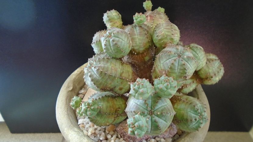 Euphorbia daisymontana (obesa x tubiglans) - Suculente 2020