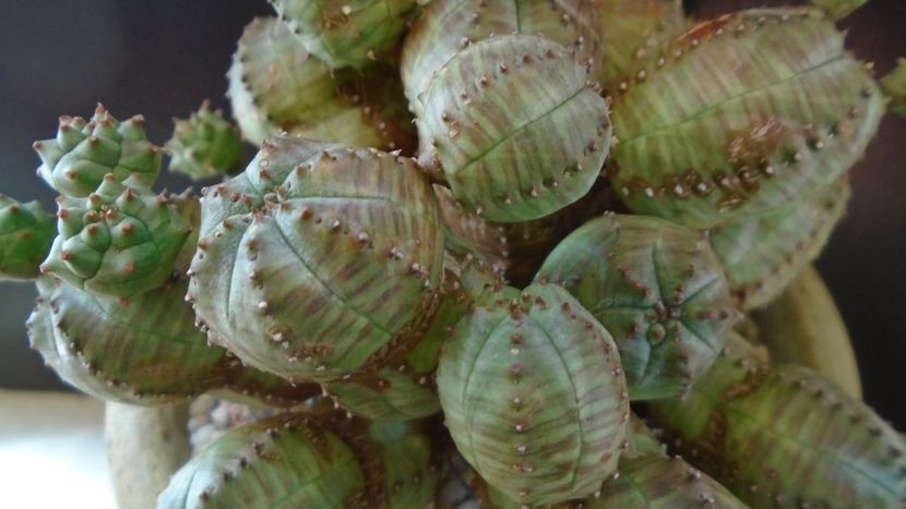 Euphorbia daisymontana (obesa x tubiglans) - Suculente 2020