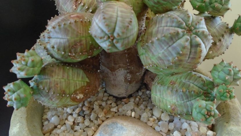 Euphorbia daisymontana (obesa x tubiglans) - Suculente 2020