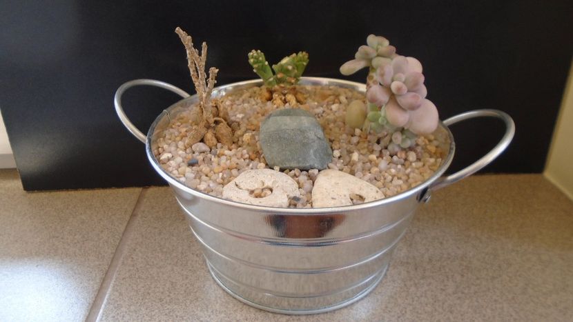 Grup de 4 suculente - Suculente 2020