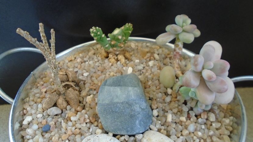 Grup de 4 suculente - Suculente 2020