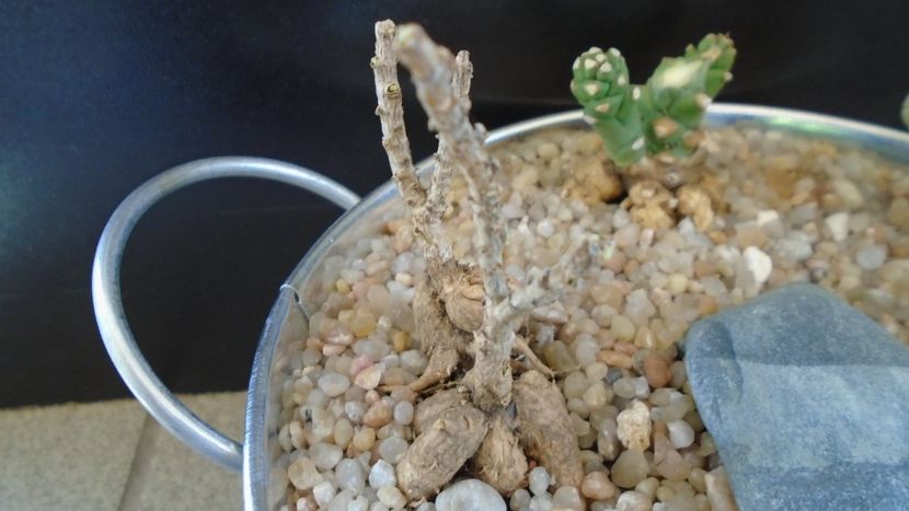 Trichodiadema bulbosum - Suculente 2020