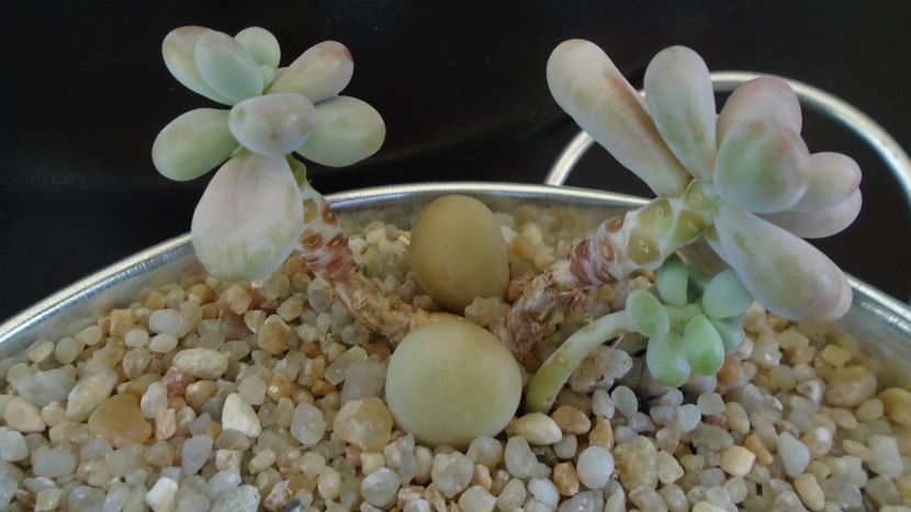 Graptopetalum amethystinum - Suculente 2020