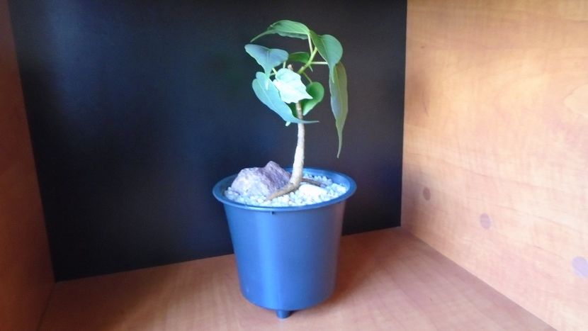 Ficus religiosa - Bonsai si prebonsai 2018-2020