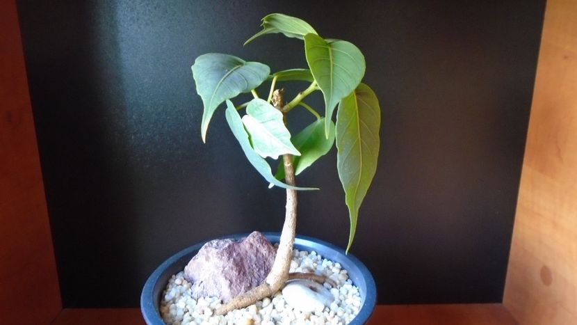 Ficus religiosa - Bonsai si prebonsai 2018-2020
