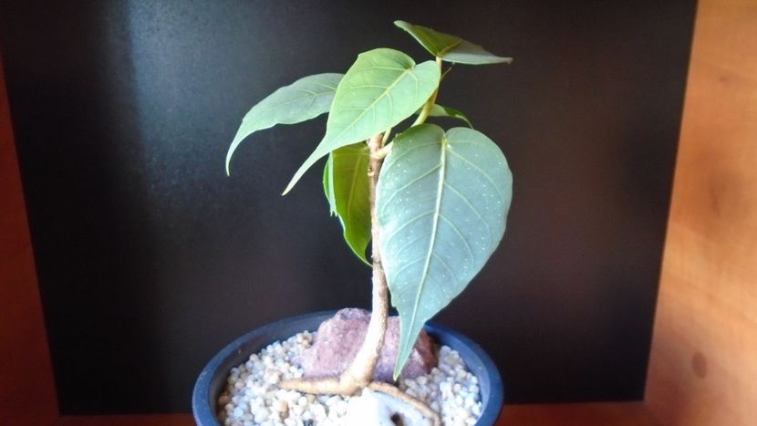 Ficus religiosa - Bonsai si prebonsai 2018-2020
