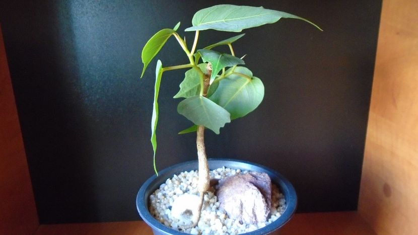 Ficus religiosa - Bonsai si prebonsai 2018-2020