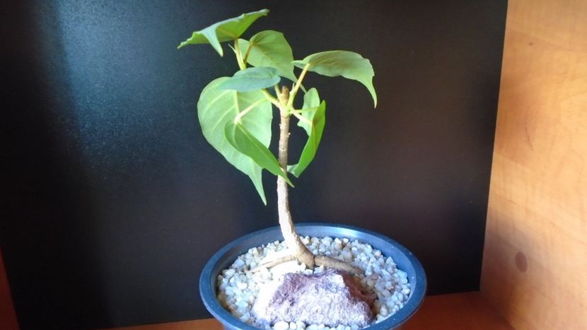 Ficus religiosa - Bonsai si prebonsai 2018-2020