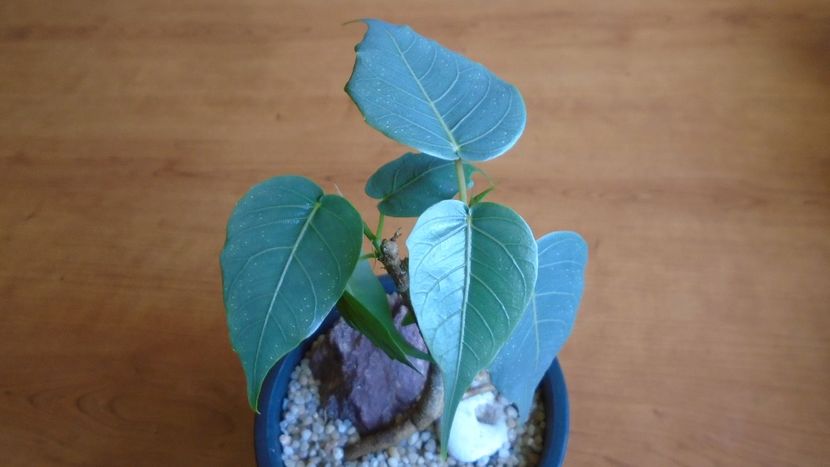 Ficus religiosa - Bonsai si prebonsai 2018-2020