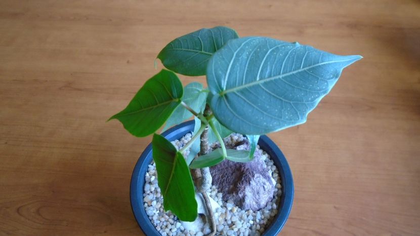 Ficus religiosa - Bonsai si prebonsai 2018-2020