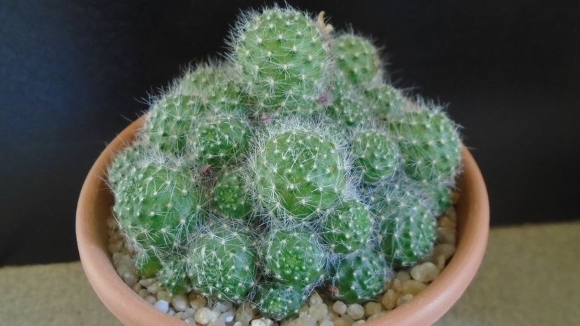Rebutia cv. sunrise - Cactusi 2020 evolutie