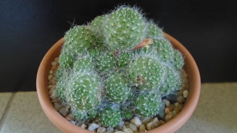 Rebutia cv. sunrise - Cactusi 2020 evolutie