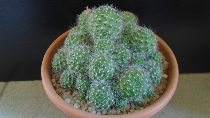 Rebutia cv. sunrise - Cactusi 2020 evolutie