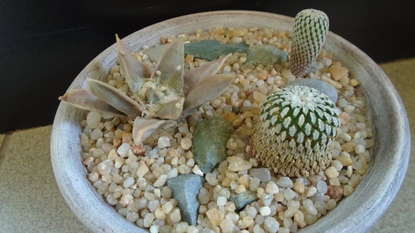 Grup de cactusi - Cactusi 2020 evolutie