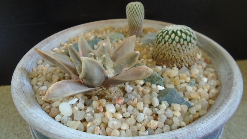 Grup de cactusi - Cactusi 2020 evolutie