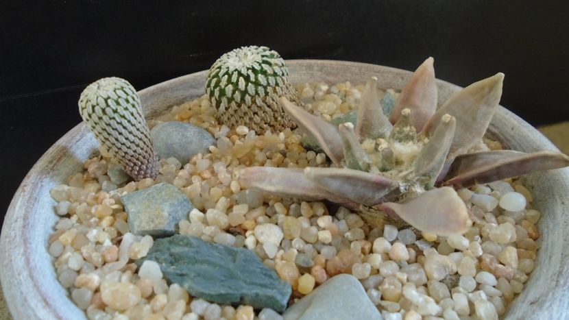 Grup de cactusi - Cactusi 2020 evolutie