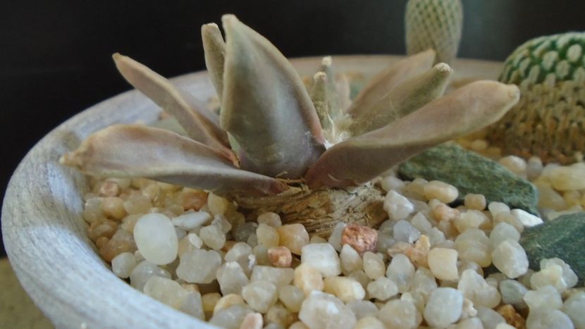 Ariocarpus retusus - Cactusi 2020 evolutie