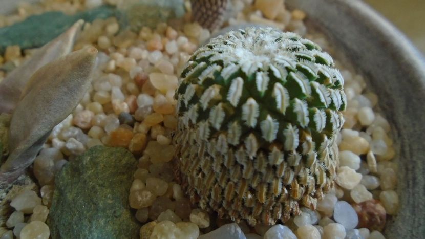 Turbinicarpus pseudopectinatus - Cactusi 2020 evolutie