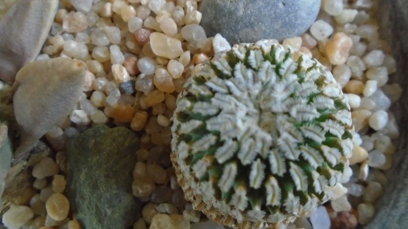 Turbinicarpus pseudopectinatus - Cactusi 2020 evolutie