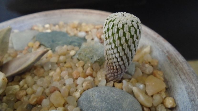 Turbinicarpus pseudopectinatus - Cactusi 2020 evolutie