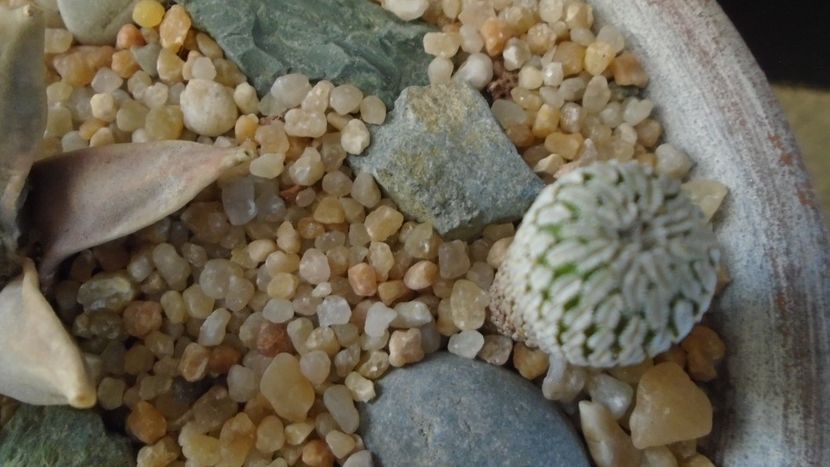 Turbinicarpus pseudopectinatus - Cactusi 2020 evolutie