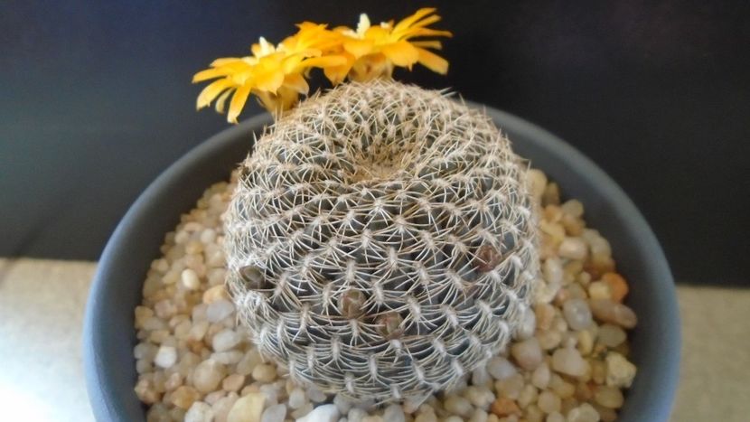 Rebutia arenacea - Cactusi 2020 evolutie