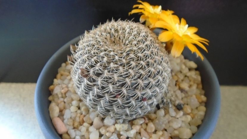 Rebutia arenacea - Cactusi 2020 evolutie