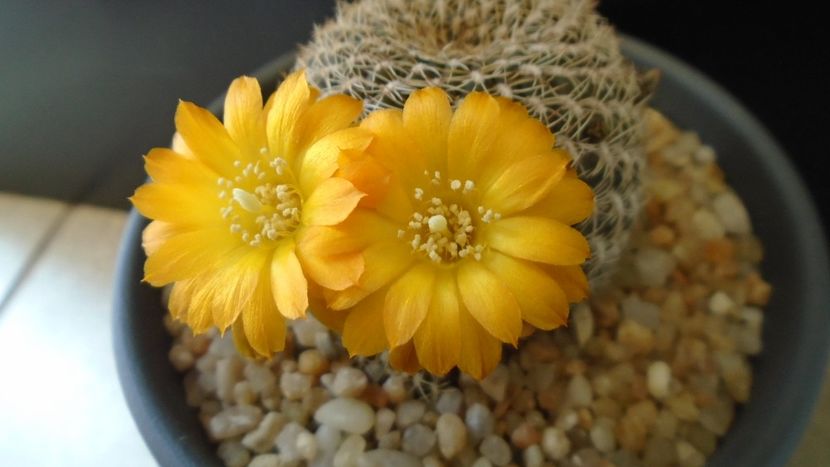 Rebutia arenacea - Cactusi 2020 evolutie