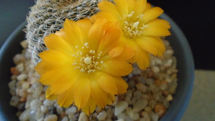 Rebutia arenacea - Cactusi 2020 evolutie