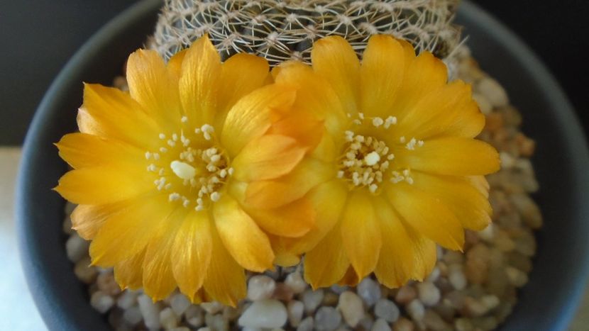 Rebutia arenacea - Cactusi 2020 evolutie