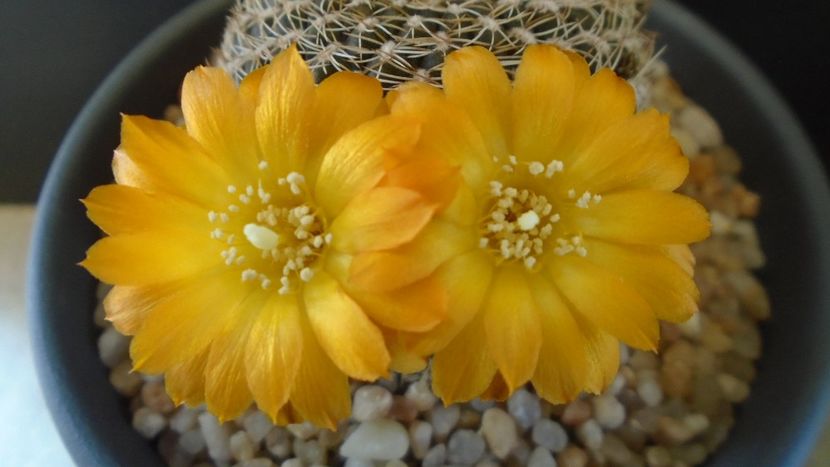 Rebutia arenacea - Cactusi 2020 evolutie