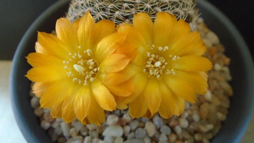 Rebutia arenacea - Cactusi 2020 evolutie