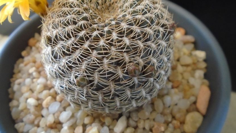 Rebutia arenacea, boboci - Cactusi 2020 evolutie