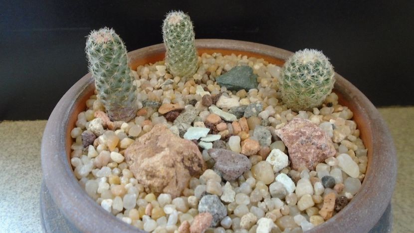 Grup de 3 Pediocactus - Cactusi 2020 evolutie