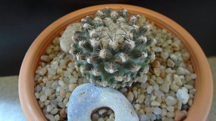 Pediocactus knowltonii - Cactusi 2020 evolutie