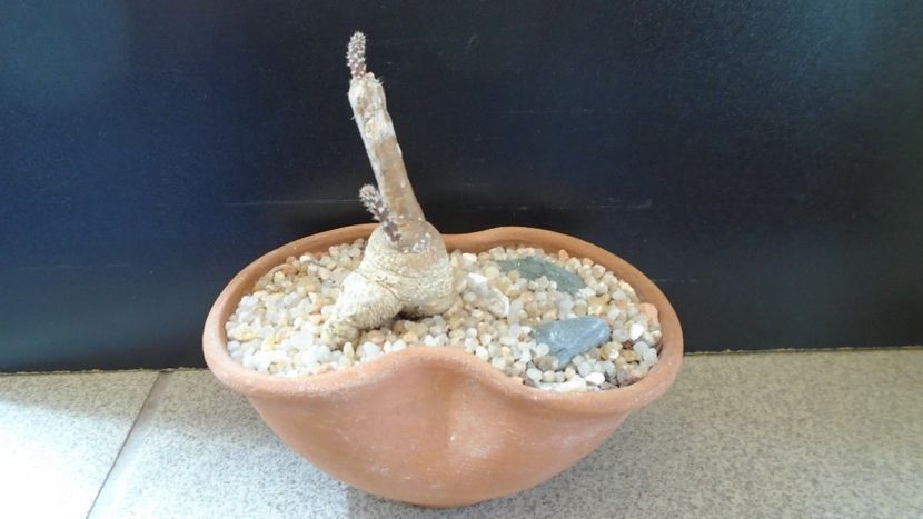 Pterocactus tuberosus - Cactusi 2020 evolutie