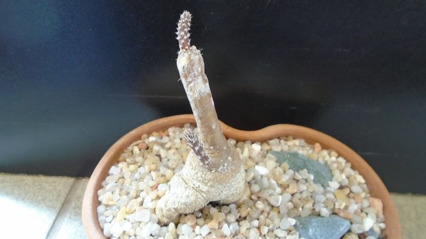 Pterocactus tuberosus - Cactusi 2020 evolutie