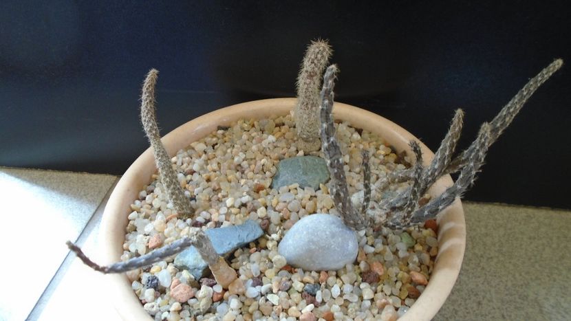 Grup de 4 Pterocactus - Cactusi 2020 evolutie