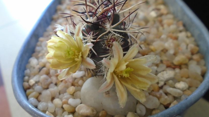 Echinocereus davisi brevispinus - Cactusi 2020 evolutie