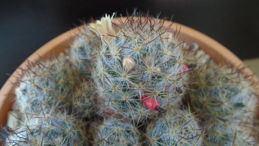 Mammillaria prolifera ssp. texana (Mammillaria prolifera ssp. multiceps) - Cactusi 2020 evolutie