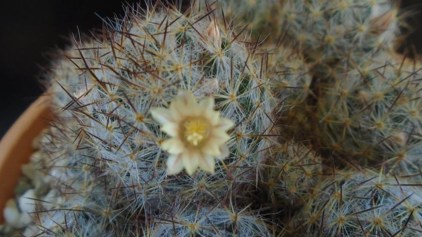 Mammillaria prolifera ssp. texana (Mammillaria prolifera ssp. multiceps) - Cactusi 2020 evolutie