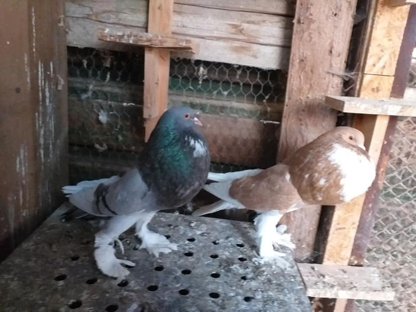  - Gusat de Pomerania