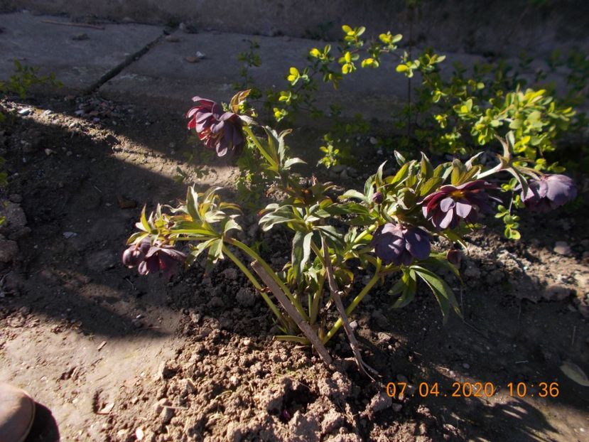  - HELLEBORUS 2020-2021-2022