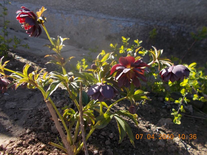  - HELLEBORUS 2020-2021-2022