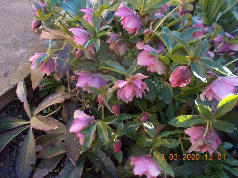  - HELLEBORUS 2020-2021-2022