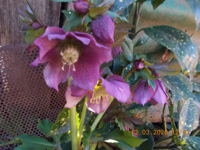  - HELLEBORUS 2020-2021-2022
